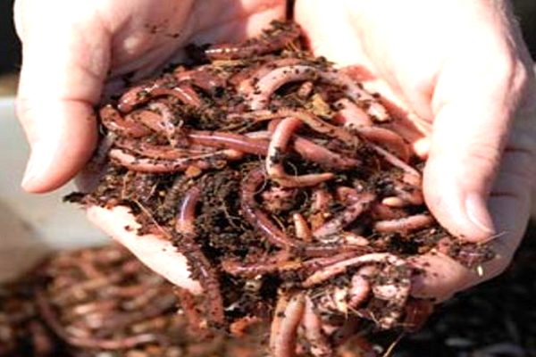 Vermicompost in Tamilnadu